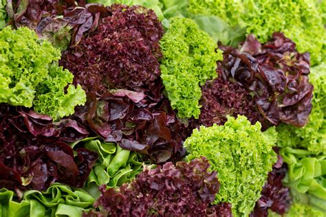 Types of Lettuce - Different Varieties of Lettuce