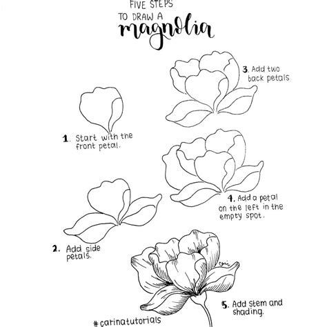 Magnolia Flower Drawing Step By Step