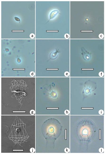 Taxonomic Composition of Protist Communities in the Coastal Stratified ...