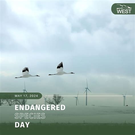 Western EcoSystems Technology (WEST) on LinkedIn: #endangeredspeciesday