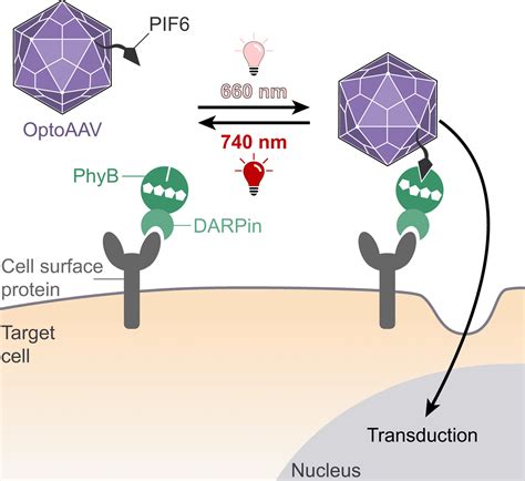 Gene Transfer with an Optic Adeno-Associated Viral Vector | Medical ...