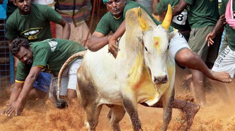 Two Spectators Gored To Death, 40 Injured During Jallikattu Event In ...