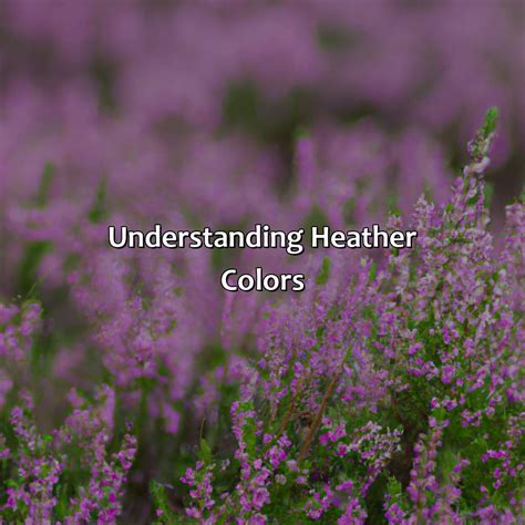 Definition Heather at Kathaleen Velasquez blog