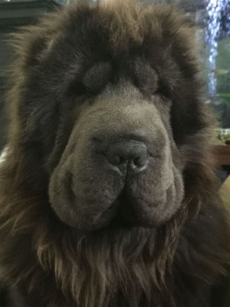 Bear Coat Shar Pei Rescue at Simon Martin blog