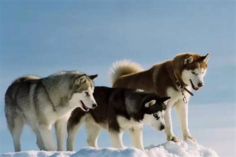 南极大冒险电影，有没有像南极大冒险的电影人和狗的感人电影