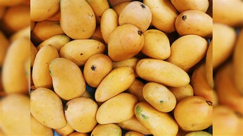 कच्चे आम को फ्रिज में क्यों नहीं रखना चाहिए? जानिए मीठे और रसदार आम ...