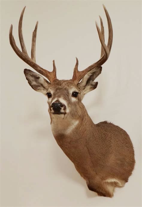 Whitetail Deer shoulder mount, 5x4