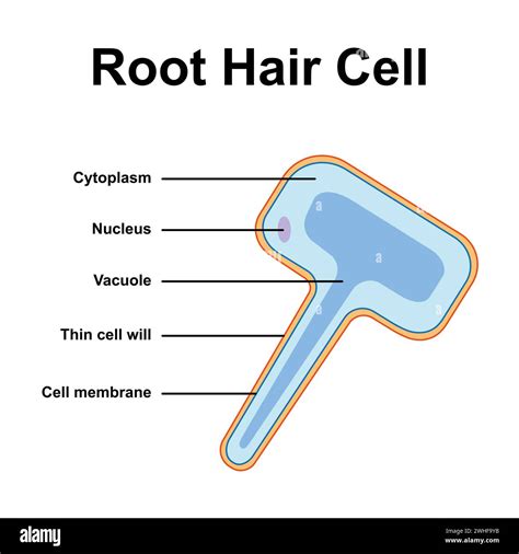 Hair Root Structure 的图像结果