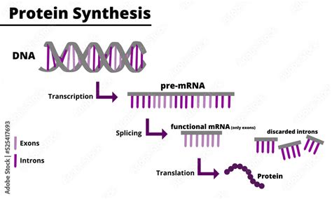 Image result for Protein Synthesis Process Steps