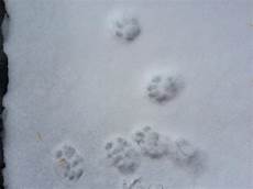 marderspuren im schnee was sind das f 252 r spuren marderspuren im schnee was sind das f 252 r spuren