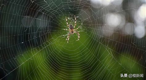 每一张蜘蛛网都是独一无二的吗？什么影响着蜘蛛网的形状？_萨缪尔·兹肖克