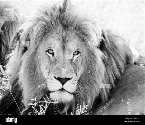 Wild predatory animal lion Black and White Stock Photos & Images - Alamy