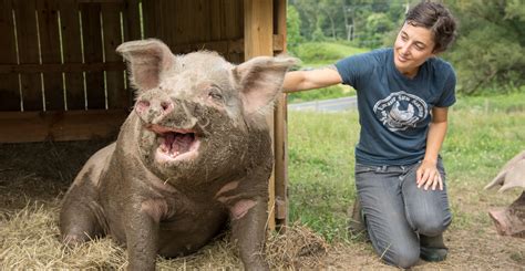 Lancaster Farm Sanctuary Pig – Lancaster Farm Sanctuary