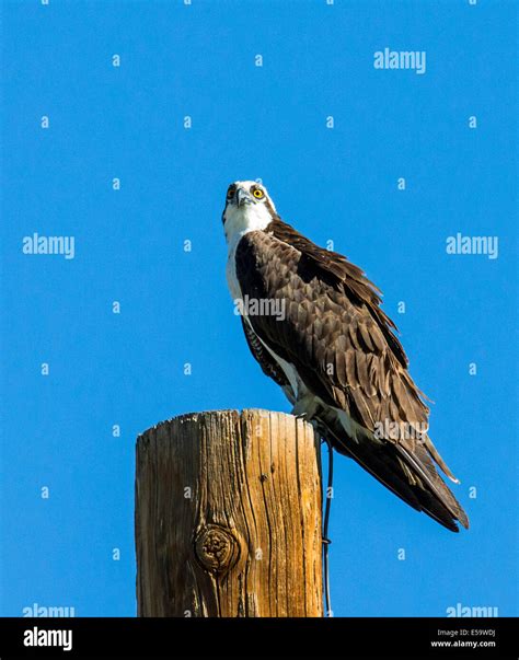Osprey on pole, Pandion haliaetus, sea hawk, fish eagle, river hawk ...