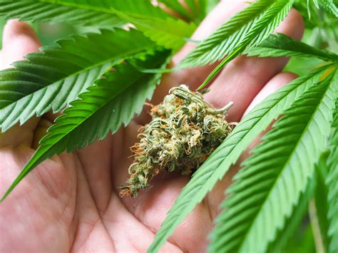 Does Smoking Weed Make You Lose Weight? What the Research Says