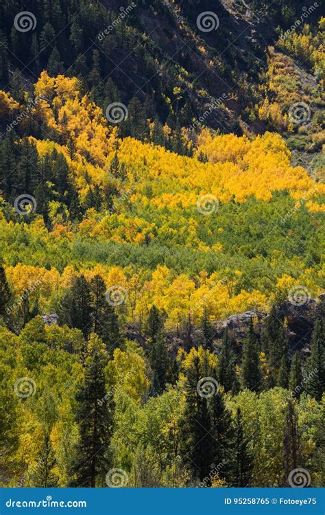 Colorado Aspen Autumn Fall Colors Stock Image - Image of golden, states ...