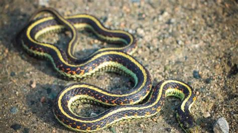 Snakes that commonly lurk near homes (and what attracts them)