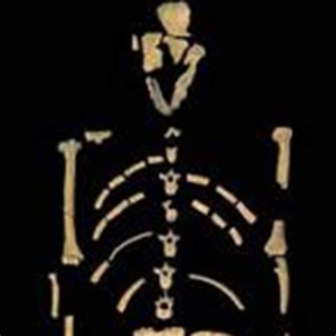 Lucy / Australopithecus afarensis (22 ene 3900000 año aC – 22 ene ...