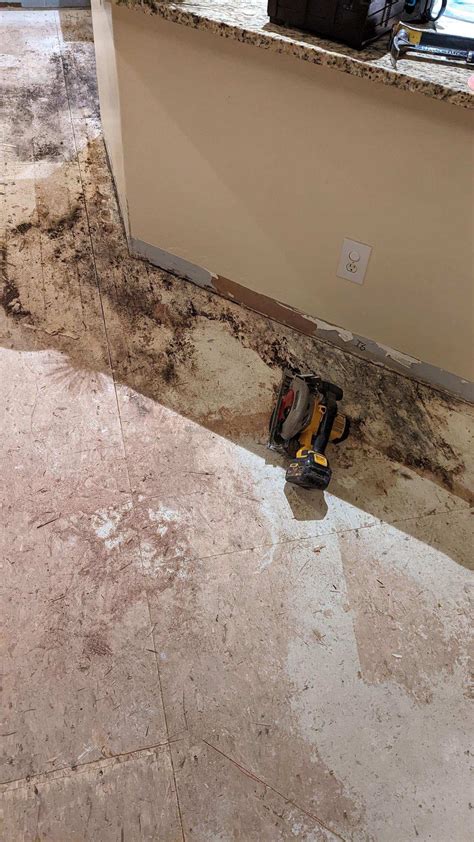 Best Mold On Floor You’ll Love