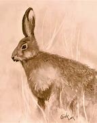 Image result for Rabbit Sketch