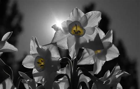 Wallpaper the sun, rays, light, nature, petals, inflorescence for ...