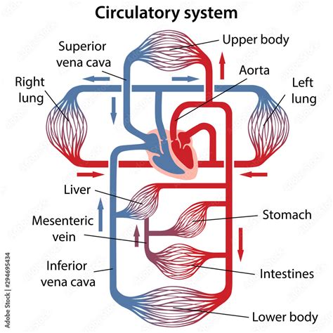 Human Circulatory System Diagram 的图像结果