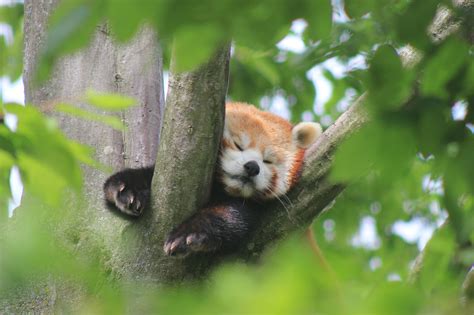 Pet Red Panda