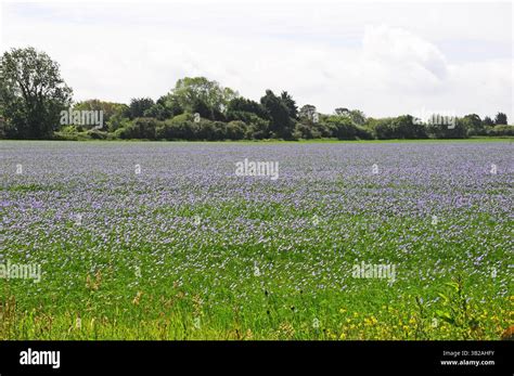 Image result for Linseed Field