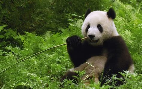 Panda eating wallpaper | 1920x1200 | #13924