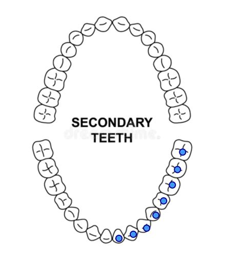 tooth chart Diagram | Quizlet