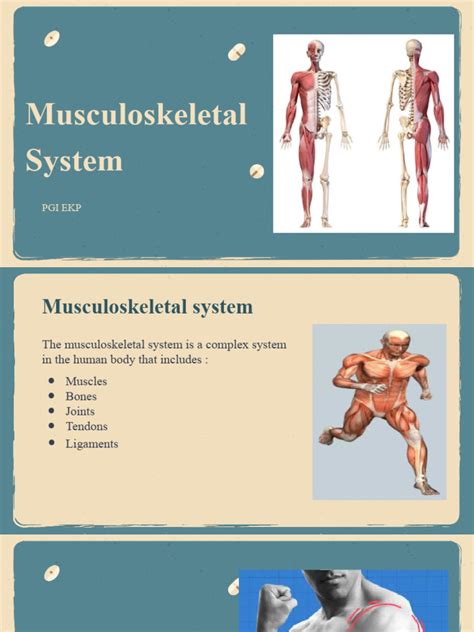Image result for Introduction to Musculoskeletal System