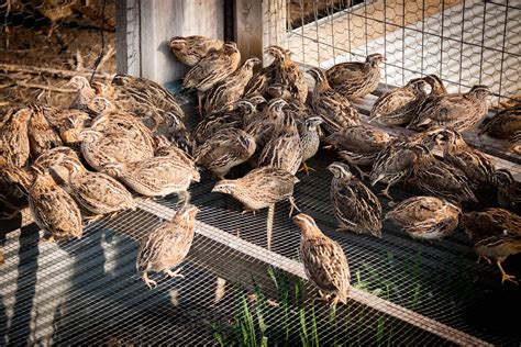 Buy Live Quail For Sale In Kansas | Kansas Game Birds