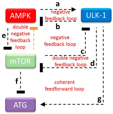 A Double Negative Feedback Loop between mTORC1 and AMPK Kinases ...