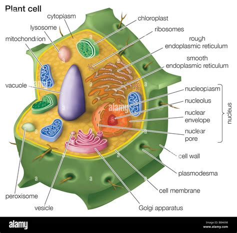 Cutaway drawing of a eukaryotic plant cell Stock Photo - Alamy