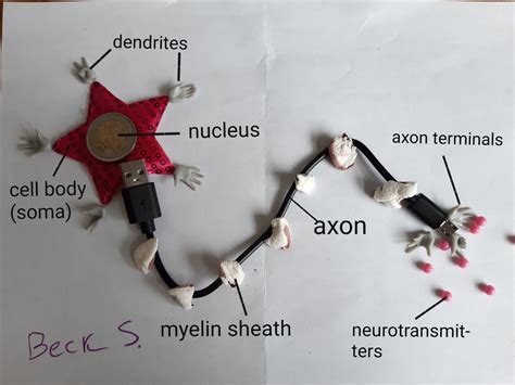Image result for Neuron Model Project