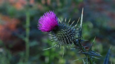 Wallpaper thistle, flower, spines hd, picture, image