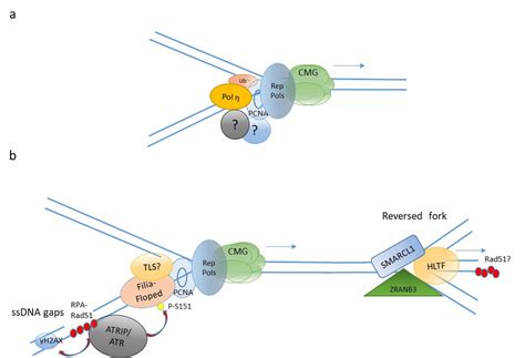 DNA Replication Forks Animation 的图像结果