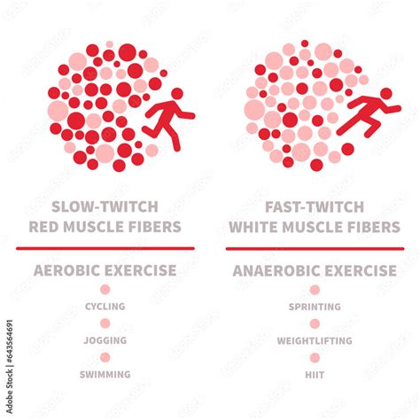 Image result for Skeletal Muscle Fiber Types
