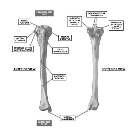 CrossFit | Bones of the Knee