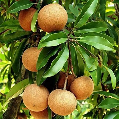 Buy Creative Farmer Sapota (Sapodilla) Chikoo, Naseberry Outdoor Fruit ...