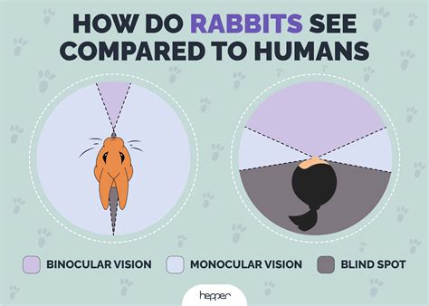 How Far Can Rabbits See