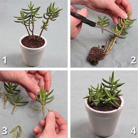 Repotting overgrown succulents: step-by-step guide - Mountain Crest ...