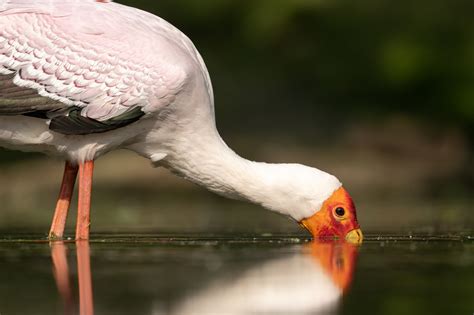 Nikon Cameras For Wildlife Photography at Maria Couch blog