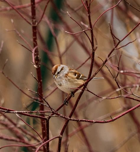 Image result for Sparrow Identification Guide