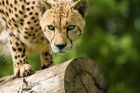 Cheetahs, Glance, HD Wallpaper | Rare Gallery