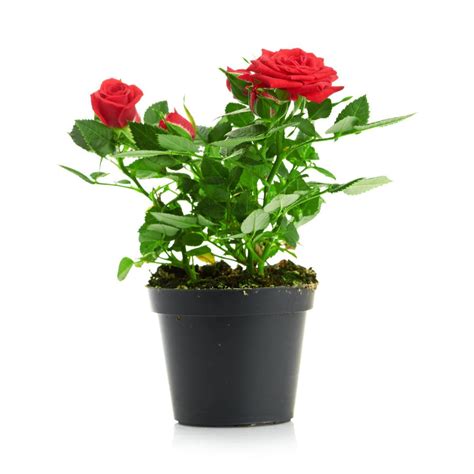 Extra Large Roses Plant at Ellen Hannan blog