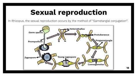 Structure and Reproduction of Rhizopus sp., | PPTX