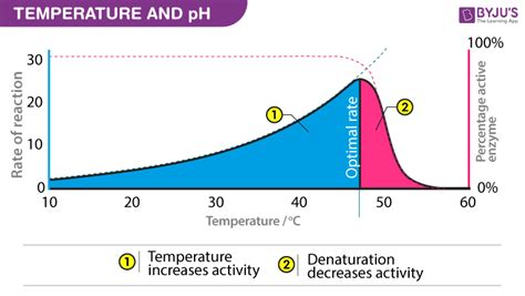 Image result for PH and Enzyme Function