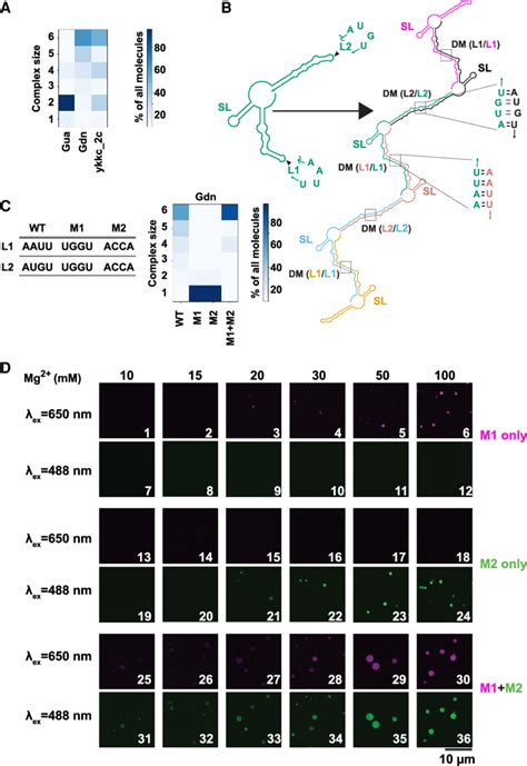 RNA Transcript Loop 的图像结果