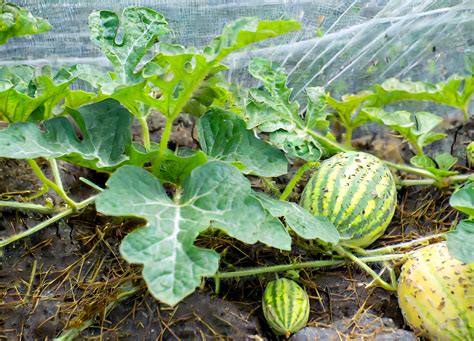 How to Grow and Care for Sugar Baby Watermelons | Plantly